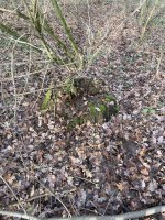 IMG_0853.jpeg
